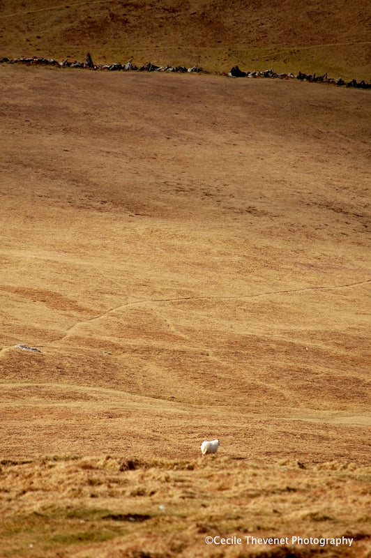 Quietude, Dursey Island - Cécile Thévenet