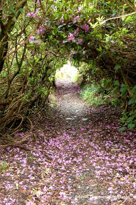 Limited edition Photography - Enchanted Path, Dunboy Woods - Cécile Thévenet - Pure Ireland