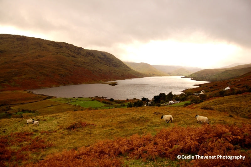 Limited edition Photography - Lough Nafooey, Connemara, Co. Galway - Cécile Thévenet 